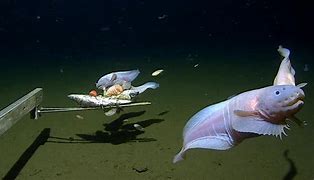 Image result for Life Thousands of Feet Under the Ocean