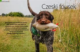 Image result for czeski_fousek