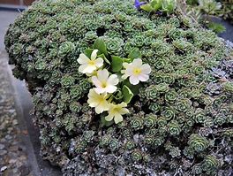 Image result for Primula x pubescens Kath Dryden