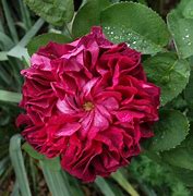 Image result for Souverain Rose