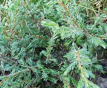 Juniperus communis Repanda に対する画像結果