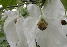 Image result for Davidia involucrata vilmoriniana