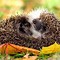 Image result for Baby Hedgehog Facts