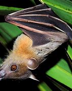 Image result for Fruit Nosed Bat
