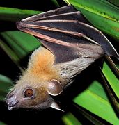 Image result for Short-Nosed Fruit Bat Labled Diagram