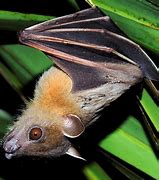Image result for Fruit Bat Nose