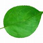 Image result for Single Apple Leaf