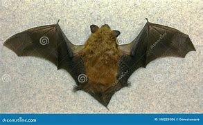 Image result for big brown bats wings