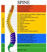Image result for Spinal Nerve Pain Chart