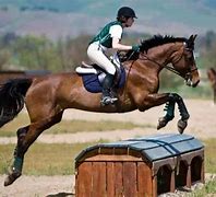 Image result for Rider On Horse