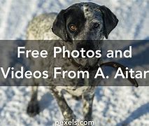 Image result for aitar