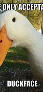 Image result for Angry Duck Face Meme