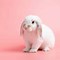 Image result for Holland Lop Rabbit Loafing