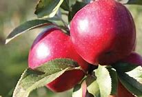 Image result for Snapdragon Apple Tree