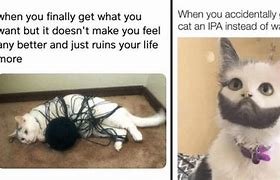 Image result for Warm Kitten Memes