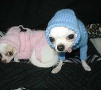Image result for Puppy Dog Halloween Costumes