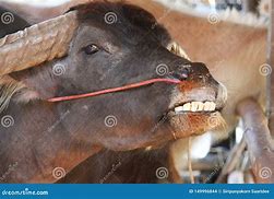 Image result for Funny Buffalo Face