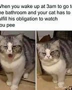 Image result for Fluffy Cat Memes