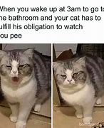 Image result for Domestic Cat Meme