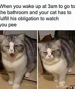 Image result for Happy Cat Reaction Meme