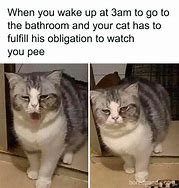 Image result for Every Cat Meme