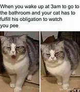 Image result for Aloof Cat Meme