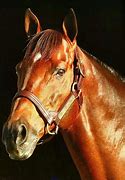 Image result for Thoroughbred Horse Portraits