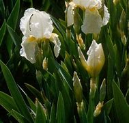 Image result for Iris Galilee (Germanica-Group)