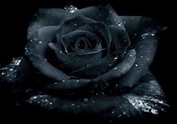 Image result for Gothic Pretty Rose Wallpaper
