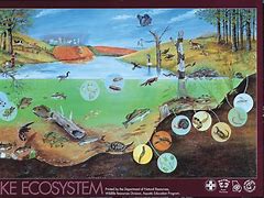 Image result for Community Ecosystem