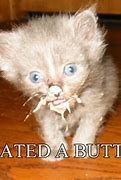 Image result for Butter Cat Meme