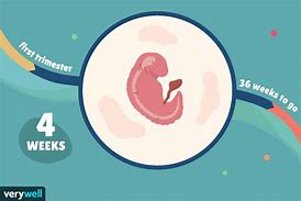 Image result for What Does a Baby Look Like at 4 Weeks