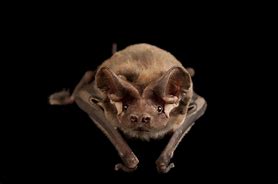 Image result for Types of Bats in Florida