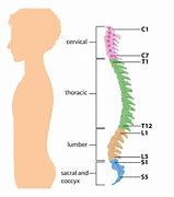 Image result for Spinal Chord Diagram
