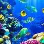 Image result for Bright Underwater Sea Life