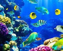 Image result for Walpapers Underwater