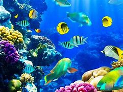 Image result for Beautiful Tropical Underwater