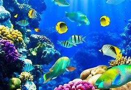 Image result for Under the Sea Wallpaper Free