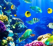 Image result for Underwater Wallpaper Ocean Scenery