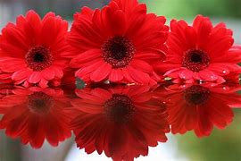 Image result for Wallpaper Red Flower iPad