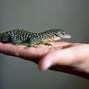 Image result for Monitor Lizard Scales