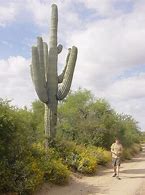 Image result for Flowering Saguaro Cactus