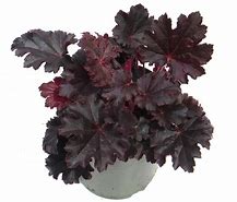 Image result for Heuchera Timeless Night