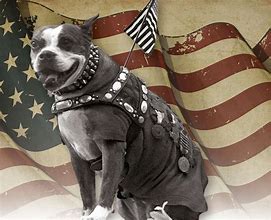 Image result for War Dog Breeds