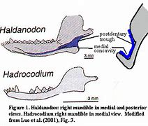 Image result for Mammalian Jawbone