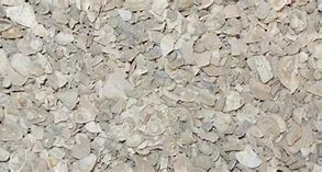 Image result for Chipped Shell