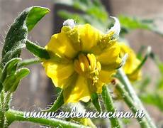 fiori di pomodoro erbe in cucina fiore di pomodoro claw fiori di pomodoro erbe in cucina fiore di pomodoro claw