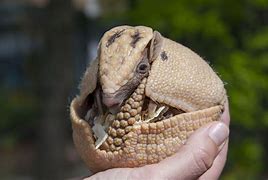 Image result for Armadillo in Their Shell