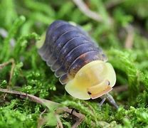 Image result for Cubaris Rubber Ducky Isopod
