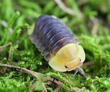 Image result for Common Isopod